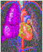 inner body