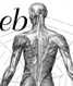 web anatomy